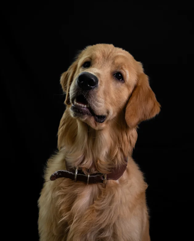 Sebastian Office Dog
